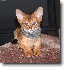 Habe�sk� ko�ka