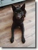 Australsk� kelpie