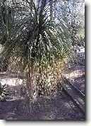 Beaukarnea, slon� noha