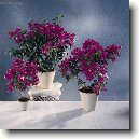 Troj�atov� kv�t, bug�nvilea