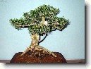 Buxus harlandii, buxus microphylla sinica, Zimostr�z
