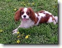 Kaval�r King Charles �pan�l