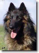 Belgick� ov��k - Tervueren