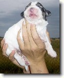 Pyrenejsk� horsk� pes