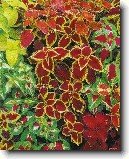 Pochvatec ozdobn�, koleus, africk� kop�iva