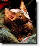 Donsk� sphynx