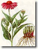 Ter�ovka �zkolist�