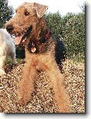 Airedale terier