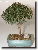 Australsk� t�e�e�