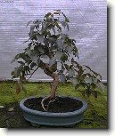 Australsk� t�e�e�