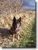 N�meck� ov��k