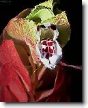 Jakob�nie, just�cie, pr�venka