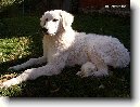 Kuvasz