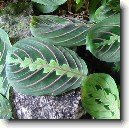 Maranta