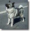 Norsk� los� pes �ed�