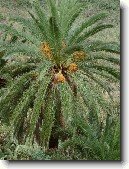 Datlov� palma, finik, datlovn�k