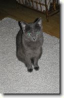 Rusk� modr� ko�ka