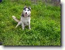 Sibi�sk� husky