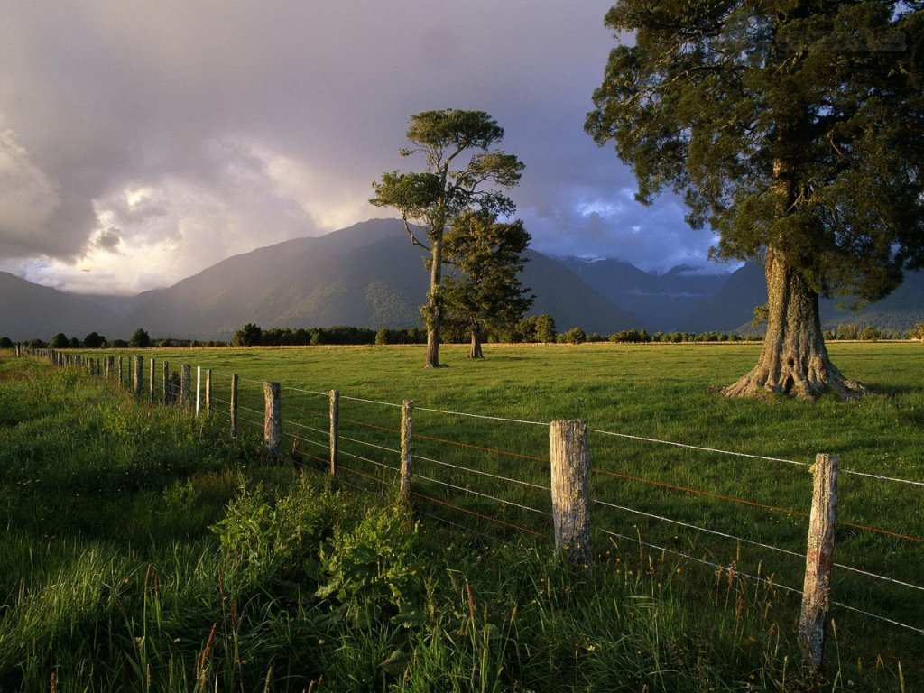 Foto: Storm Lit Kahikatea Trees And Fence, South Island, New Zealand