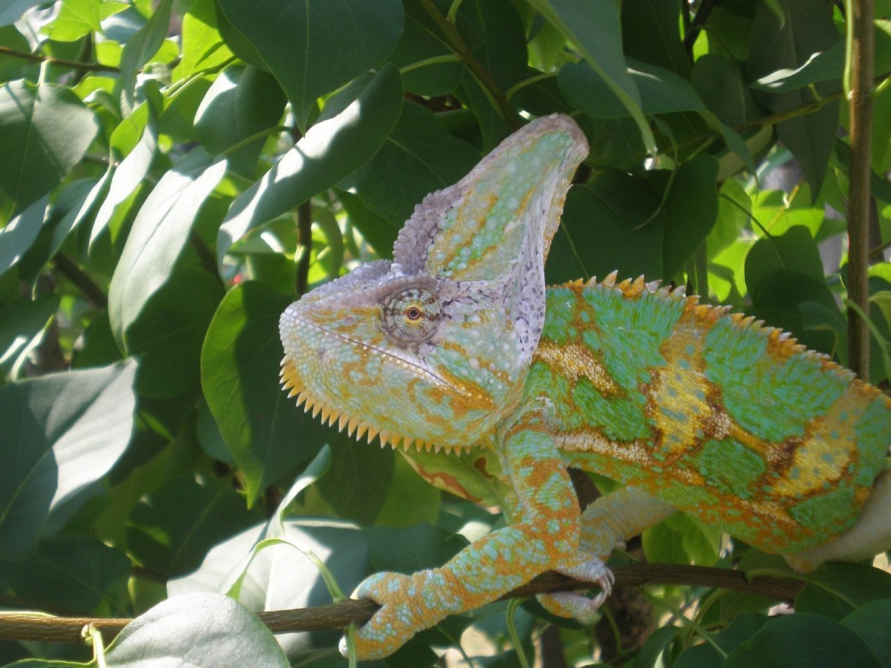 Foto: chameleon venku na slunku