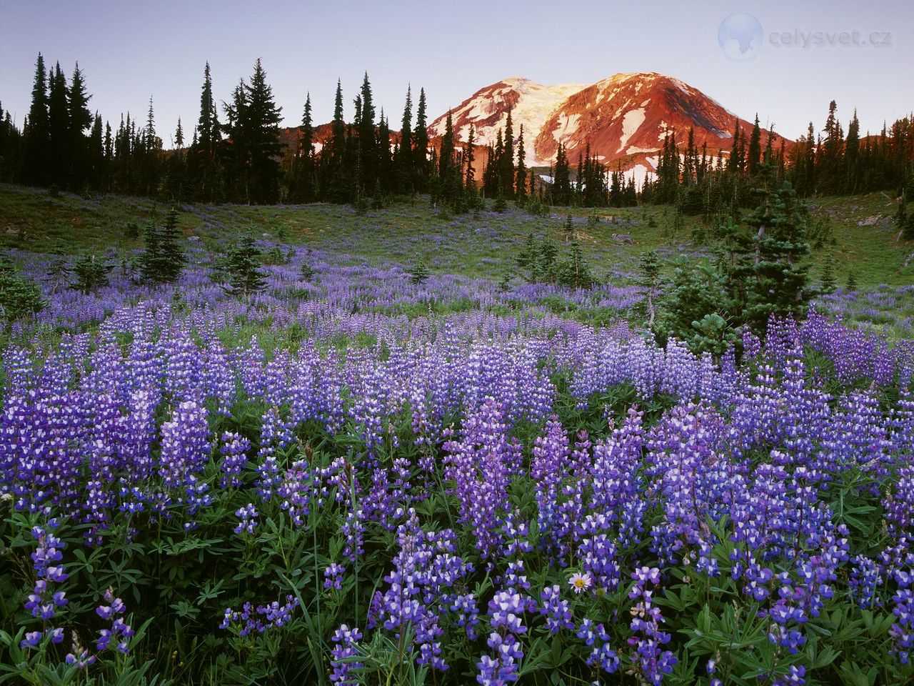 Foto: Wild Lupine And Mount Adams At Sunset, Washington