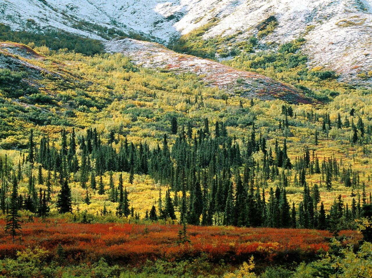 Foto: Fall Tundra, Denali National Park, Alaska