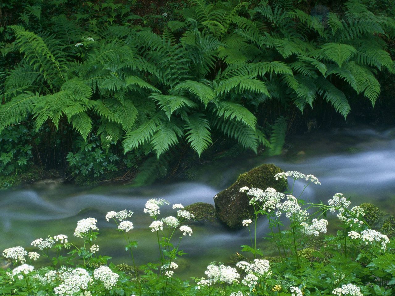 Foto: Krajcarica Creek, Triglav National Park, Slovenia