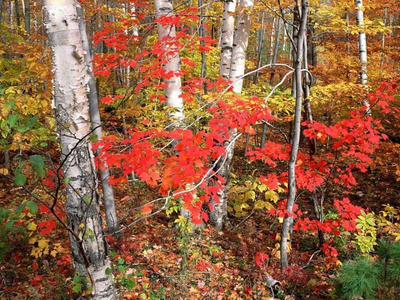 Foto: Maples, Ash, And Birch Trees In Autumn, Vermont