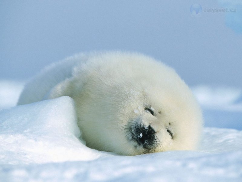 Foto: Harp Seal, Magdalen Islands, Canada