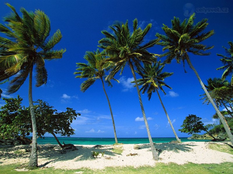 Foto: Bacardi Beach, Cayo Levantado, Dominican Republic