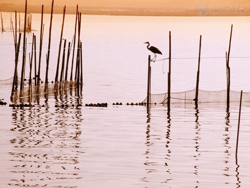 Foto: La Albufera National Park, Spain