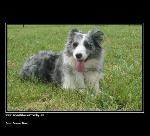 Chovatelska stanice ps: DRUNA BLUE - BORDER COLLIE