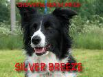 Chovatelska stanice ps: SILVER BREEZE