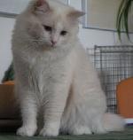 Chovatelska stanice ps�: ZEA MAYS, CZ